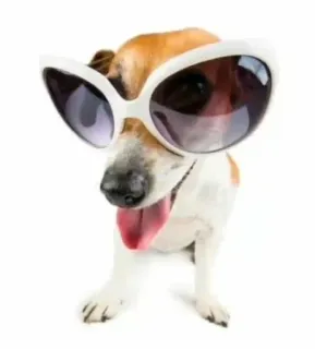 🤓 80707d84 anjing, kacamata hitam, imut, hewan, hewan peliharaan telegram sticker