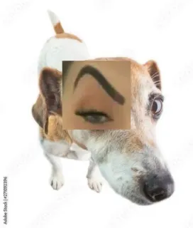 🤨 85112205 anjing, mata, alis, humor, lucu telegram sticker