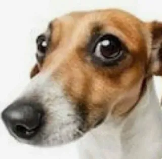 🥺 ecbe12c9 anjing, imut, hewan, peliharaan, domestik telegram sticker