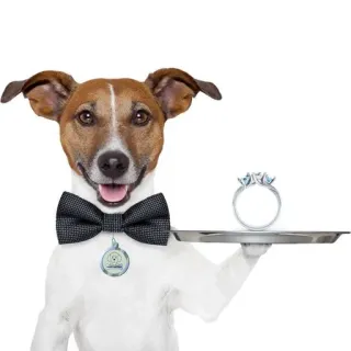 джек рассел рулит :: @fStikBot telegram stickers