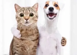 ✊ ff4134f0 kucing, anjing, teman, hewan, bahagia, imut telegram sticker