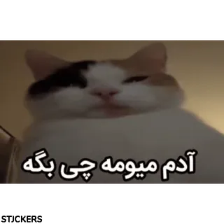 😪 01150831 آدم میومه چی بگه chat, mème, drôle, animal, persan, texte, chaton telegram sticker