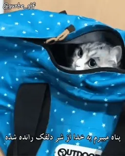 😐 01d73548 پناه میبرم به خدا از شر دلقک رانده شده chat, animal, mignon, sac, animal de compagnie, chaton telegram sticker