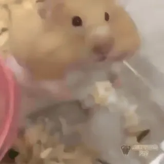 🤍 38af129e Hamster, Animal, Animal de compagnie, Ronrgeur, Mignon, Petit, Domestique telegram sticker