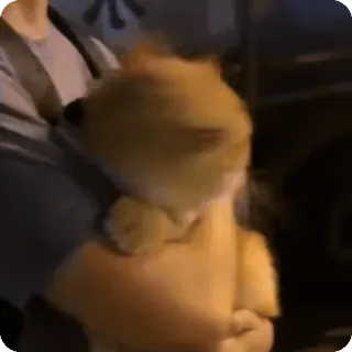 🐈 466fbb43 chien, chiot, animal, animal de compagnie, mignon telegram sticker