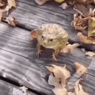 @Notefallare whatsapp stickers