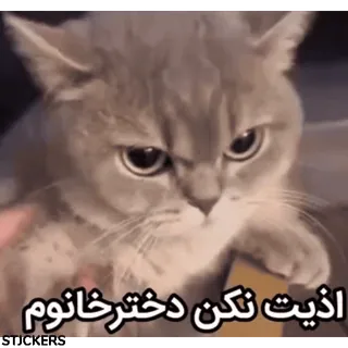 😞 d526c3ce اذیت نکن دختر خانوم chat, en colère, agacé, persan, texte telegram sticker