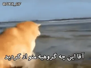 😐 e930cd2f آقا این چه گوهیه منو اد کردید chat, mème, drôle, animal telegram sticker