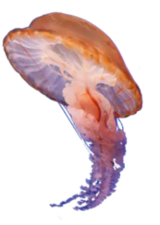 Jellyfish telegram stickers