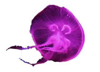 💜 3d1d6030 水母, 海洋, 海, 海洋生物, 水生, 紫色 telegram sticker