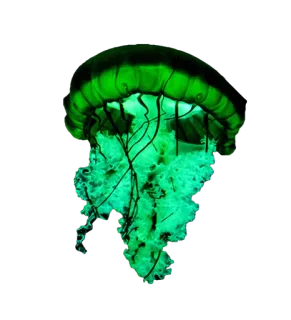 Jellyfish telegram stickers