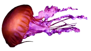 🇦🇿 892a0e5d 水母, 海洋生物, 海洋生物, 海洋, 水生, 动物 telegram sticker