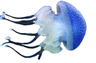 Jellyfish telegram stickers