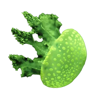 🐢 c636b8c2 水母, 海洋生物, 绿色, 海洋, 海洋生物, 水生 telegram sticker