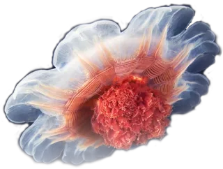 🍦 ce958191 水母, 海洋生物, 海洋, 海洋生物, 水生, 动物 telegram sticker