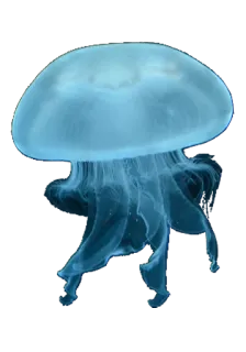 🌪 cf3bf342 水母, 海洋生物, 海洋, 海洋生物, 水生, 动物 telegram sticker