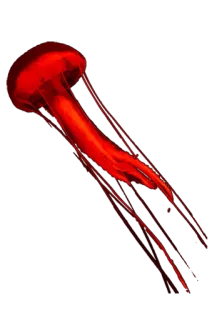 🌅 d50dfbb6 水母, 海洋,  океан, 海洋生物, 红色 telegram sticker