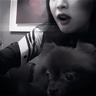 🫧 36a9ab51 TEOHOHE BLACK kobieta, pies, zwierzę, portret, czarno białe telegram sticker