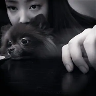 🫧 3ea2e749 pies, zwierzę, szczeniak, zwierzę domowe, kobieta, słodki, portret telegram sticker