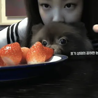 🧺 8510e186 포기 상태의 공허한 눈 dog, strawberries, eyes, cute, food telegram sticker
