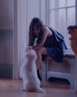 🐶 2c86bac6 wanita, anjing, hewan peliharaan, dalam ruangan, jendela, duduk, lucu telegram sticker