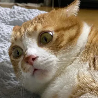 furrbabies telegram stickers