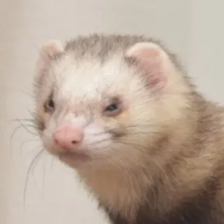 😒 5661c627 furet, animal, animal de compagnie, mignon, mammifère, poilu telegram sticker