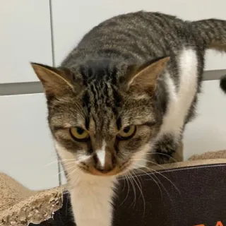 furrbabies telegram stickers