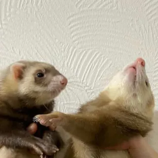 furrbabies telegram stickers