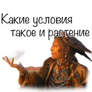 😐 8010c1bf Какие условия такое и растение Nativo americano, Xamã, Planta, Texto russo telegram sticker