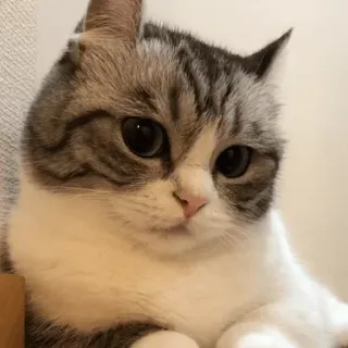 🍑 02f06590 猫, 动物, 宠物, 家畜, 可爱, 猫科动物, 哺乳动物 telegram sticker