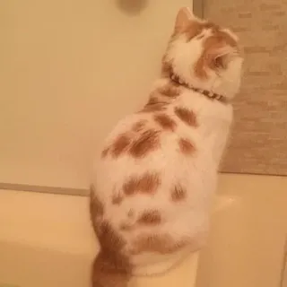 🍑 04c0b23d 猫, 动物, 宠物, 家畜, 猫科动物 telegram sticker