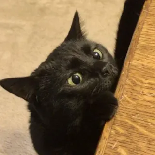 🍑 10f5e358 猫, 黑猫, 宠物, 动物, 家猫 telegram sticker