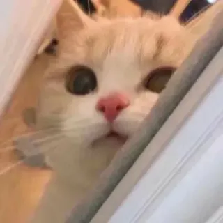 Matheus's pack telegram stickers