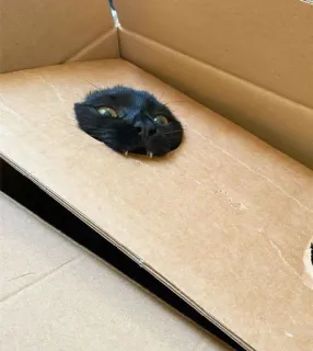 🍑 32cf8bce 猫, 动物, 宠物, 盒子, 黑猫, 搞笑, 偷看, 躲猫猫 telegram sticker