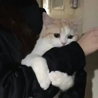 🍑 3628666e 猫, 小猫, 宠物, 动物, 可爱, 毛茸茸 telegram sticker