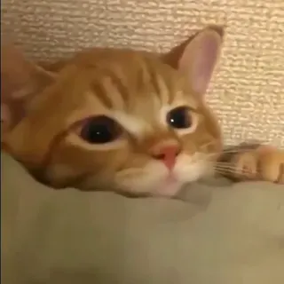 🍑 3838a90b 猫, 小猫, 橘猫, 宠物, 动物, 可爱, 家猫 telegram sticker