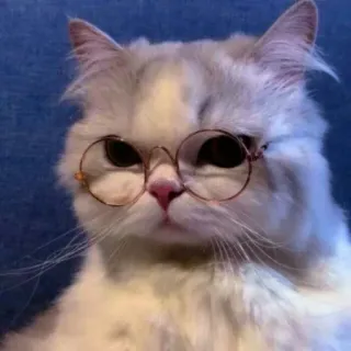 🍑 55a11cb4 猫, 小猫, 眼镜, 动物, 宠物, 可爱 telegram sticker