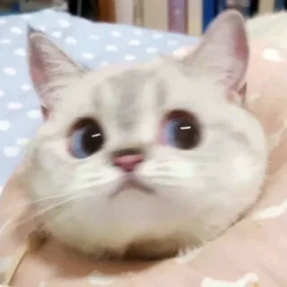 🍑 608fb9c2 猫, 可爱, 动物, 宠物, 小猫, 哺乳动物, 家畜 telegram sticker