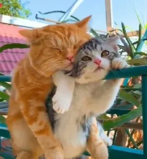 🍑 61751d78 猫, 小猫, 橘猫, 可爱, 动物, 宠物 telegram sticker