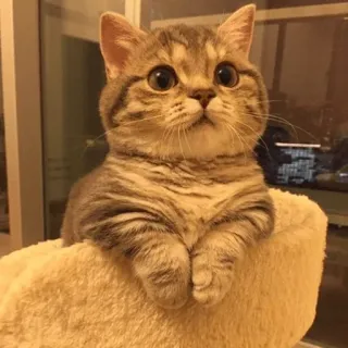 🍑 749ac116 猫, 可爱, 宠物, 动物, 小猫 telegram sticker