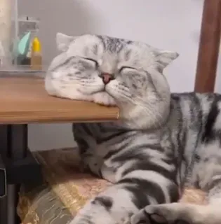 🍑 7cc1c5d7 猫, 动物, 睡觉, 可爱, 宠物 telegram sticker