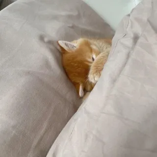 🍑 827edb47 猫, 小猫, 睡觉, 床, 可爱, 动物 telegram sticker