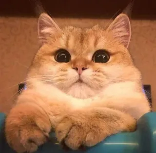 🍑 84c1cc9b 猫, 可爱, 动物, 宠物, 猫科动物, 小猫, 家猫 telegram sticker