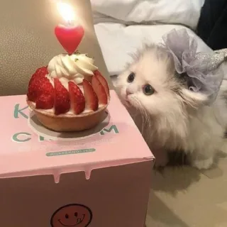 🍑 9af919b5 Kream 猫, 生日, 甜点, 蛋糕, 宠物, 小猫, 草莓 telegram sticker