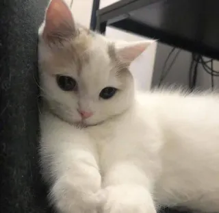 🍑 9f067d16 猫, 小猫, 动物, 宠物, 可爱, 家养, 猫科 telegram sticker