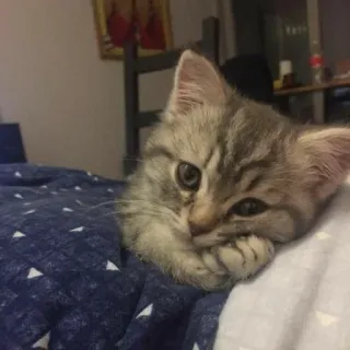 🍑 9fe72225 小猫, 猫, 可爱, 宠物, 动物, 猫科 telegram sticker