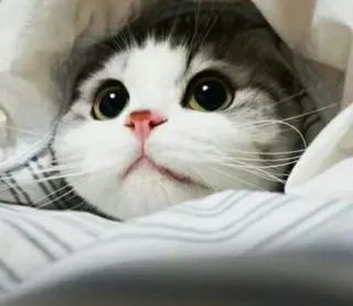 🍑 b36924f1 猫, 小猫, 可爱, 动物, 宠物, 家猫, 迷人, 眼睛 telegram sticker