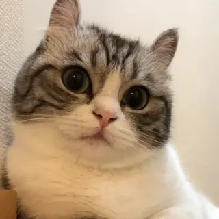 🍑 b4a68501 猫, 动物, 可爱, 宠物, 家猫, 猫科动物 telegram sticker