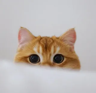 🍑 c7555239 猫, 小猫, 橘猫, 偷看, 可爱, 动物, 宠物 telegram sticker